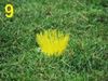 Afbeelding van Verpakking met 25 PITCHMARKER-implantaten Geel